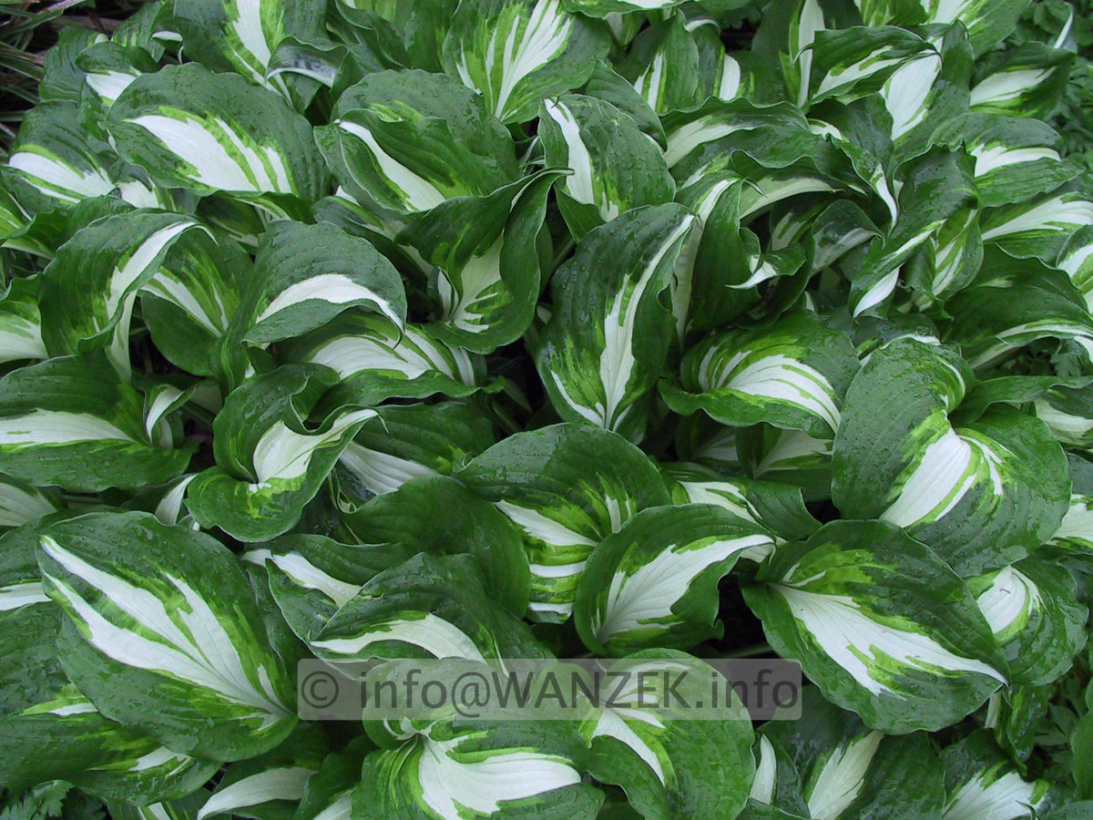 Hosta undulata Marginata 01.JPG